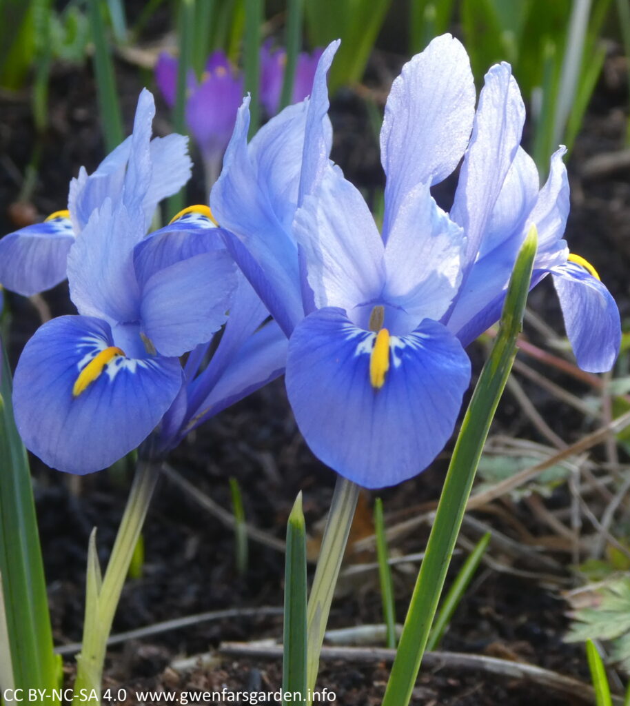 Two small blue iris flowers. They have upright lance-shaped leaves and pale-blue flowers, with the blue getting strong at the edges of the main petals. They have a yellow and white blotch leading into the ovule in the middle where insects get their pollen.