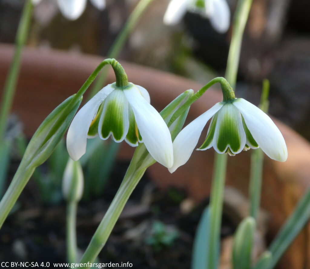 Looking at two snowdrop flowers  from the side, planted in a terracotta pot. They have fragrant, nodding, white flowers with three larger, green-flushed, outer petals, and double, strongly marked green-marked inner petals. The green on the inner petals fills up a larger part of each the inner petal, with a white edge around it.