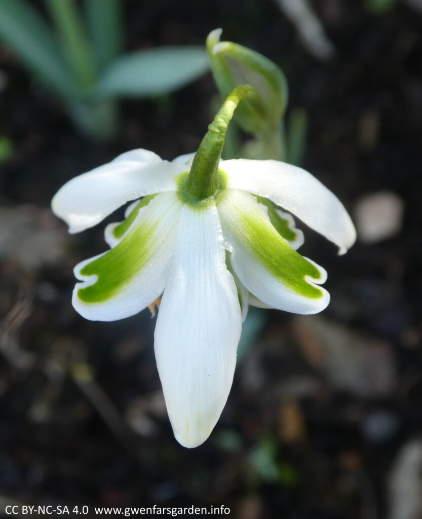 Looking from above, but the sun has hit this flower more and the inner petals have fanned out. You can still see the 3 larger outer petals, with the front one with a light flush of green at the end of the petal.