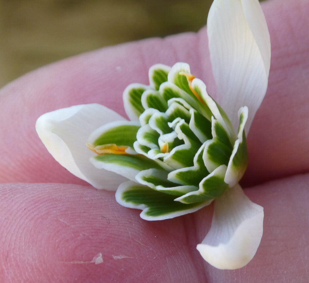 Some white fingers holding the flower up side down to look at the inner petals and their markings.