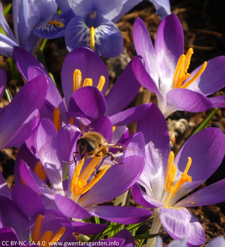 A small purple goblet shaped crocus flower with a honey bee on the yellow stamens in the middle, collecting pollen.