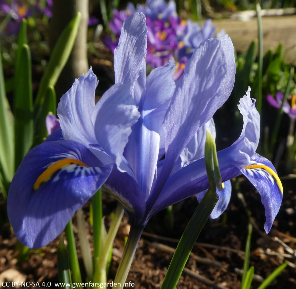 A small blue iris flower. It has pale-blue flowers, with the blue getting strong at the edges of the main petals. It has a yellow and white blotch leading into the ovule in the middle where insects get their pollen.