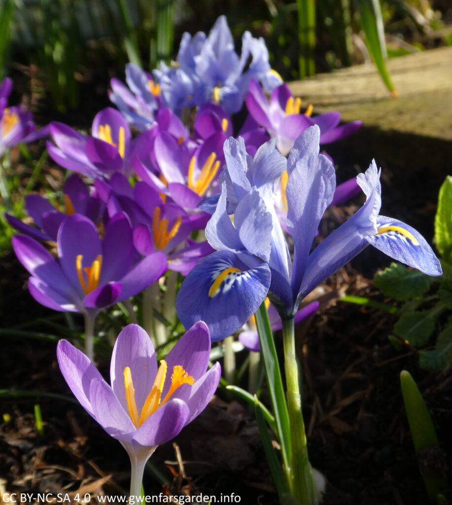 A small blue iris alongside some slightly out of focus purple crocuses.