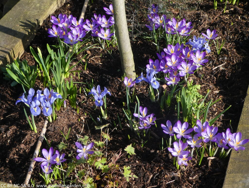 Dozens of small purple crocuses and blue iris flowers underneath a young tree, of which you can only see the lower trunk. Amongst them are a couple of clumps of daffidols that will be flowering soon.