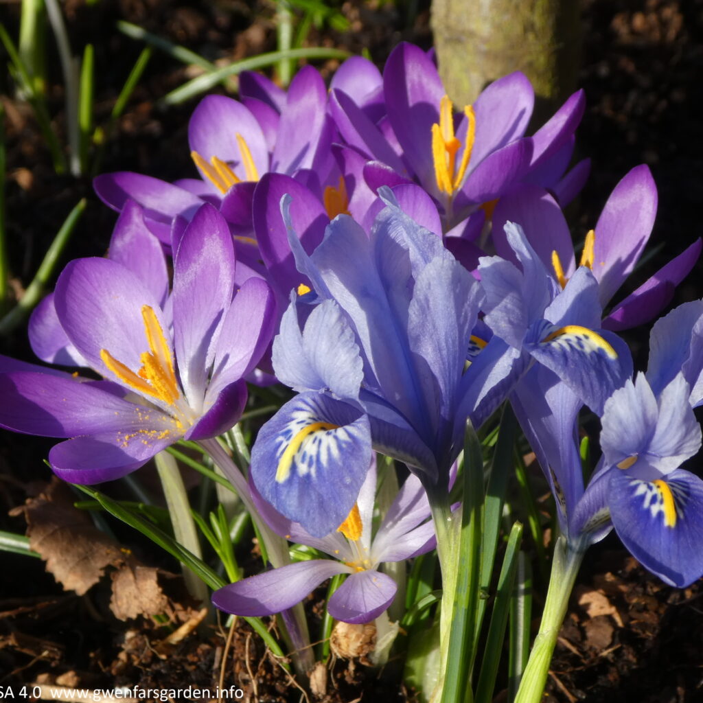 A couple of small blue irises alongside some purple crocuses. The sun is shining on the petals and they kind of shimmer.