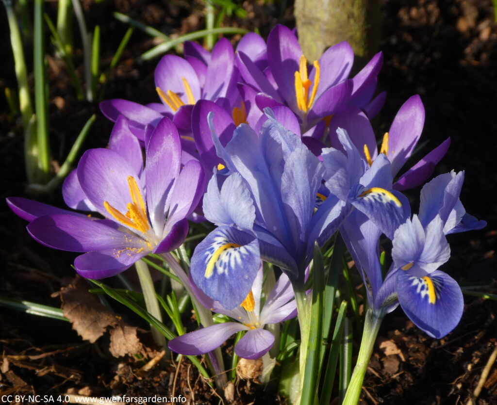 A couple of small blue irises alongside some purple crocuses. The sun is shining on the petals and they kind of shimmer.