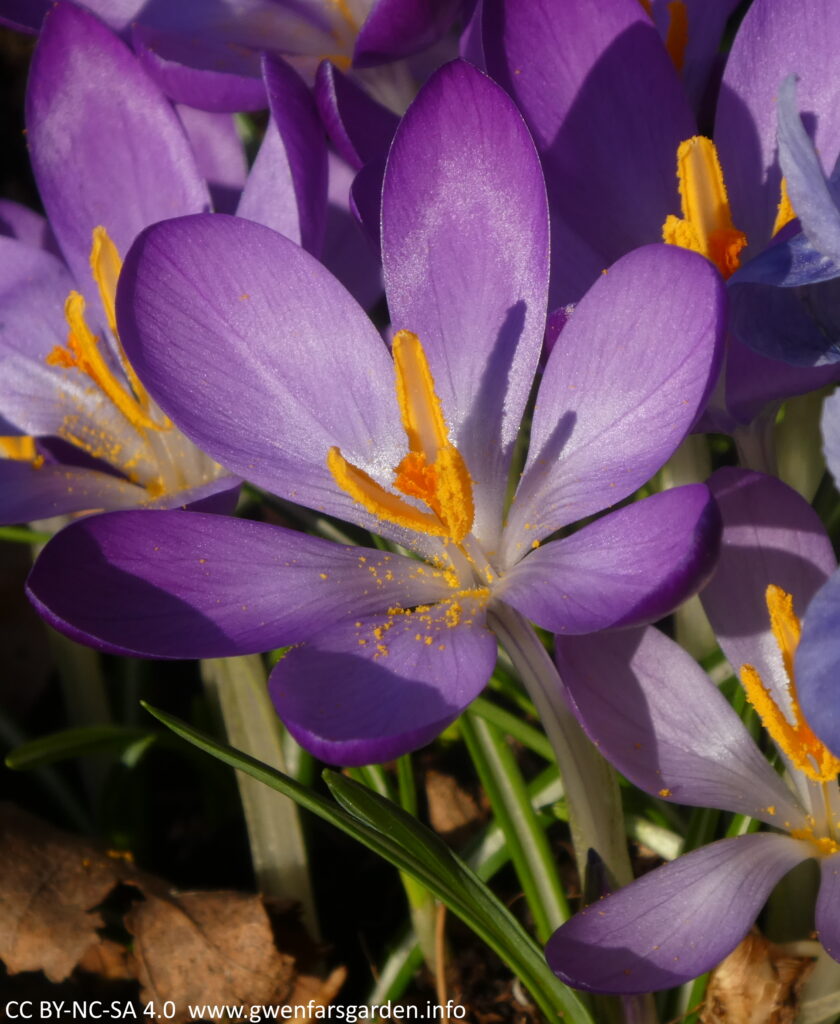 A small purple goblet shaped crocus flower. You are looking in from above and can see some of the pollen from the yellow stamens and the orange pistil in the middle of the flower. The sun is shining on it and the purple petals have a shimmer.