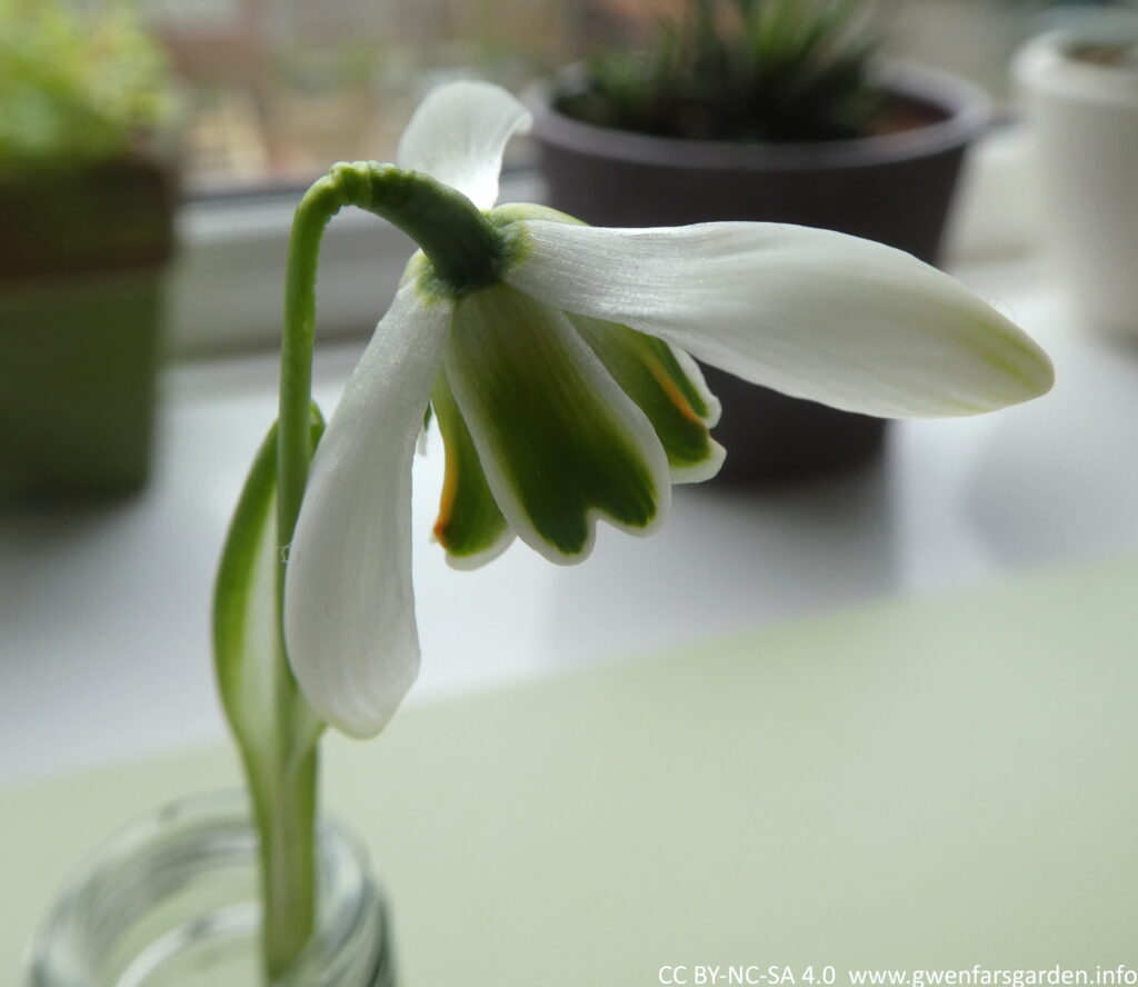 This is for comparison with a different snowdrop. It is a single Galanthus Ophelia flower in a small glass vase.
It shows the green flushed edges on the outer petals a bit clearly, the strong green markings of the inner petals, taking up most of the petal with just some white edging. There are a couple of orange stamens showing too.
The flower is contrasted by a purple pot that is out of focus behind it.