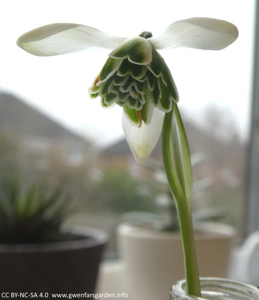 Looking up from below. You can clearly see the 'double' inner petals, with two rows of petals. On a single snowdrop, there will be only one row of the inner petals.
