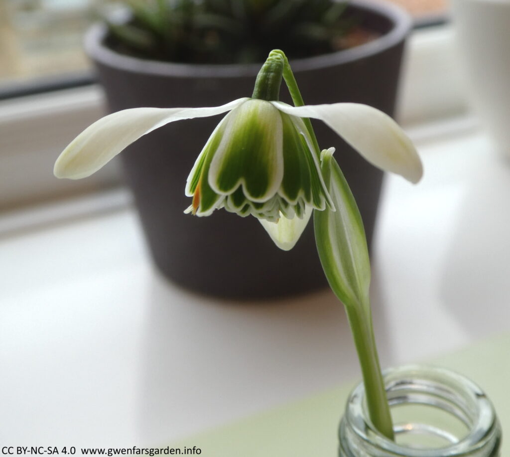 A single picked flower in a small glass vase. It shows the green flushed edges on the outer petals a bit clearer than in the previous photo. You can also see a bit of orange amongst the inner petals; this is a stamen awaiting pollination.