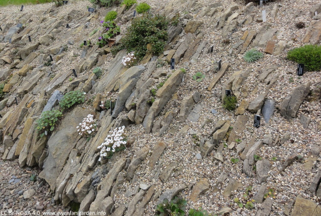 An area of stones and larger rocks at a c. 45 degree angle, mimicking an alpine mountain side. There are lots of grey to grey-orange large flat stones that have been embedded in, with smaller stones then holding the plants in place. It was earlier in the year when taken, so there are only a few plants flowering with white flowers at this time.