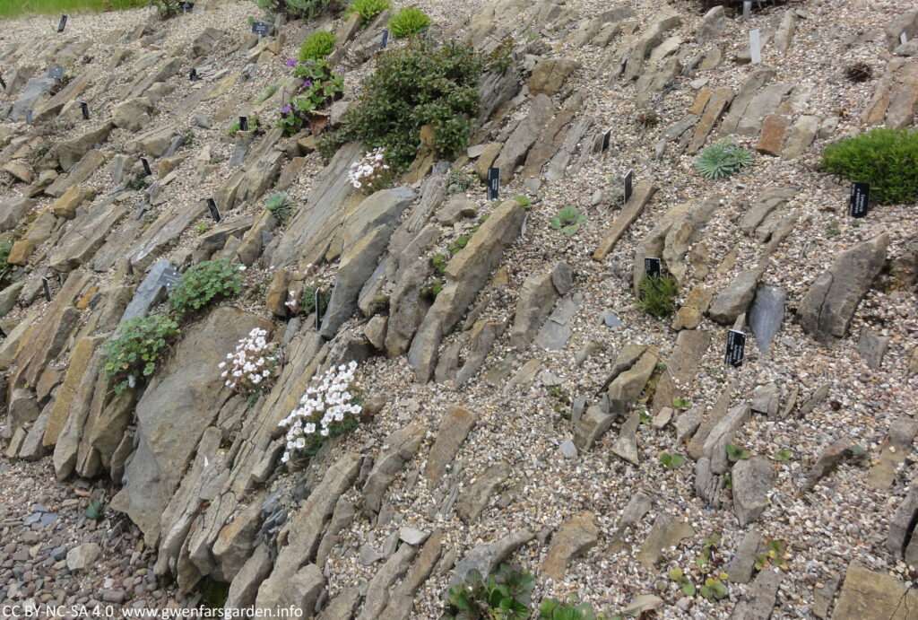 An area of stones and larger rocks at a c. 45 degree angle, mimicking an alpine mountain side. There are lots of grey to grey-orange large flat stones that have been embedded in, with smaller stones then holding the plants in place. It was earlier in the year when taken, so there are only a few plants flowering  with white flowers at this time.