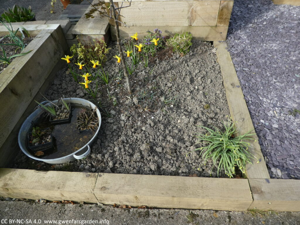 A square border edged by wooden sleepers and with a small container pond dug in to the left, the base of a Damson tree in the middle, and some daffidols and other flowers towards the back.
