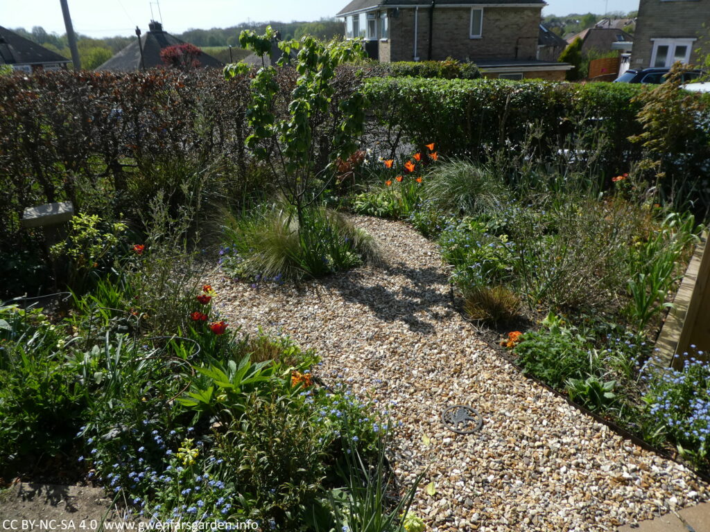 The front garden as you see it from the front door. It is enclosed by a beech hedge to the left-middle with it's old orange-brown leaves, and by the street facing old hedge that is mostly green. The borders are a mix of small shrubs, grasses and flowering bulbs like orange tulips. There is a quince tree in the middle. 