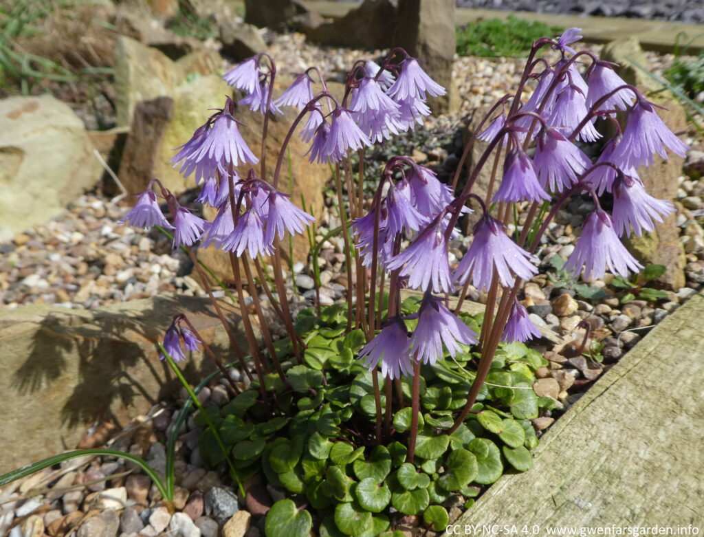 A collection of the same flowers. At the base of the small plant are leathery, rounded to heart-shaped, dark green leaves and around them are small pebbles (horticultural grit). They sit within a small alpine scree bed.