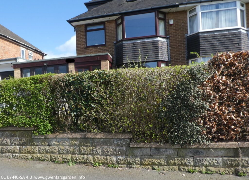 Looking towards the front garden from the street. It's hidden behind the mixed hedge though, so you cannot see anything but the hedge. The hedge sits above a small grey stone wall.
