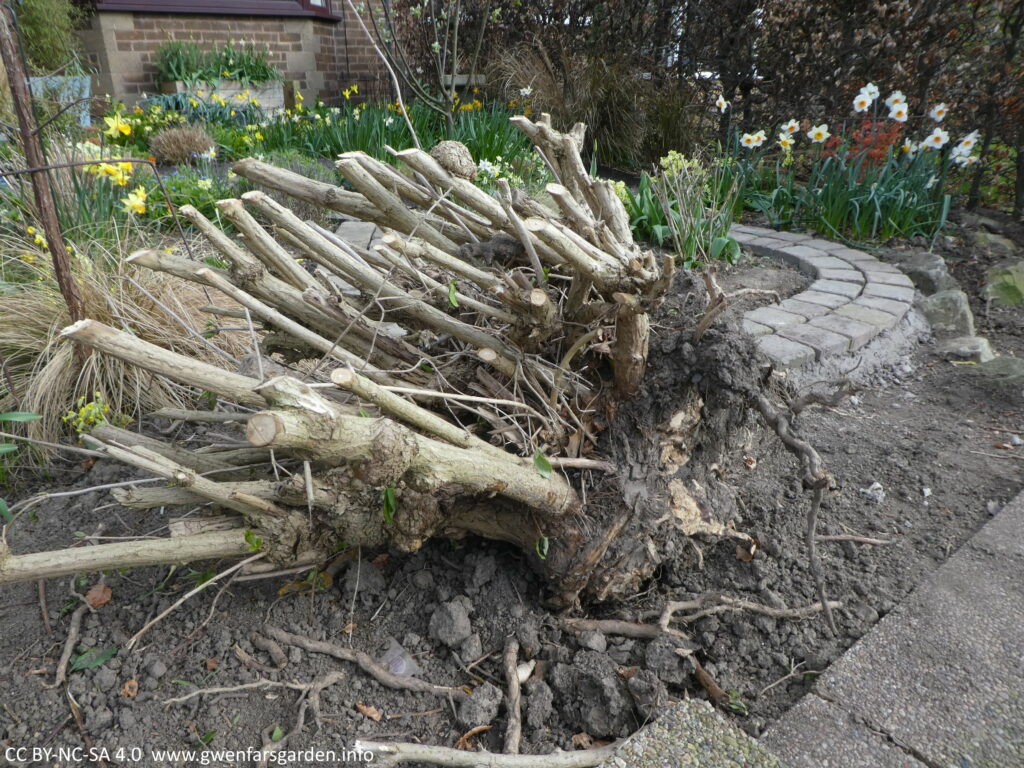 A very large rootball of one of the shrubs that was removed by the landscapers. About 1m wide x 80cms tall.