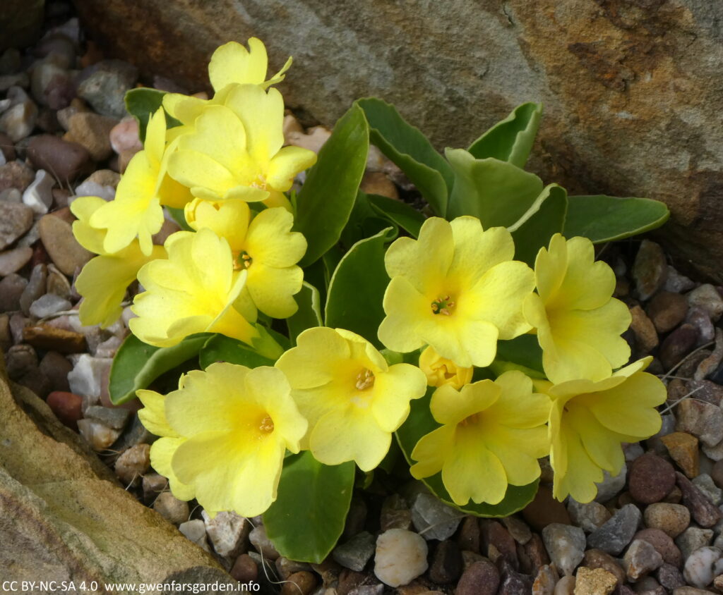 Rounded to broadly oval, scalloped, dark green leaves with multiple yellow flowers. It's a very small plant and sits amongst horticultural grit (v. small stones) and large stones.