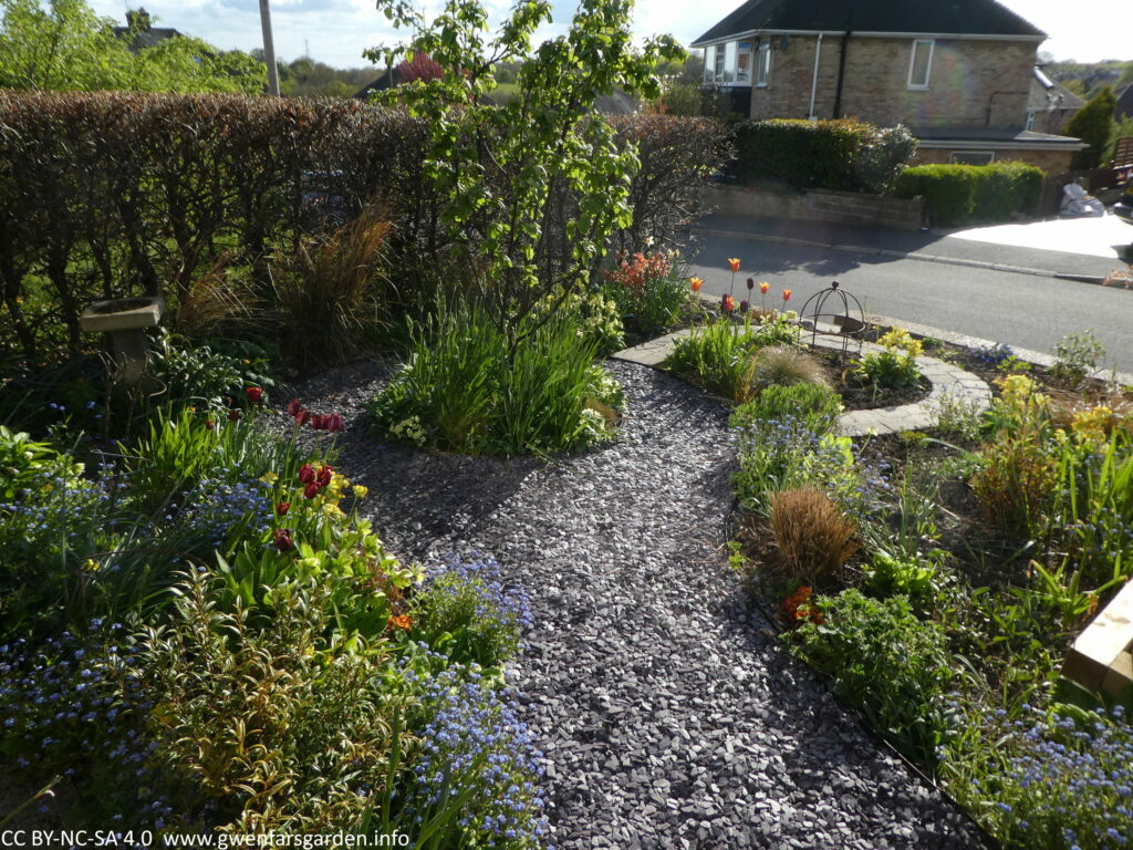 The front garden, as you see it from the front door, now sans hedge. I kept the beech hedge to the left-middle with it's old orange-brown leaves. You can see straight onto the street (road) and there is so much more light now in the garden. You can see some flowers, such as orange and red tulips, along with the Quince tree in the middle.