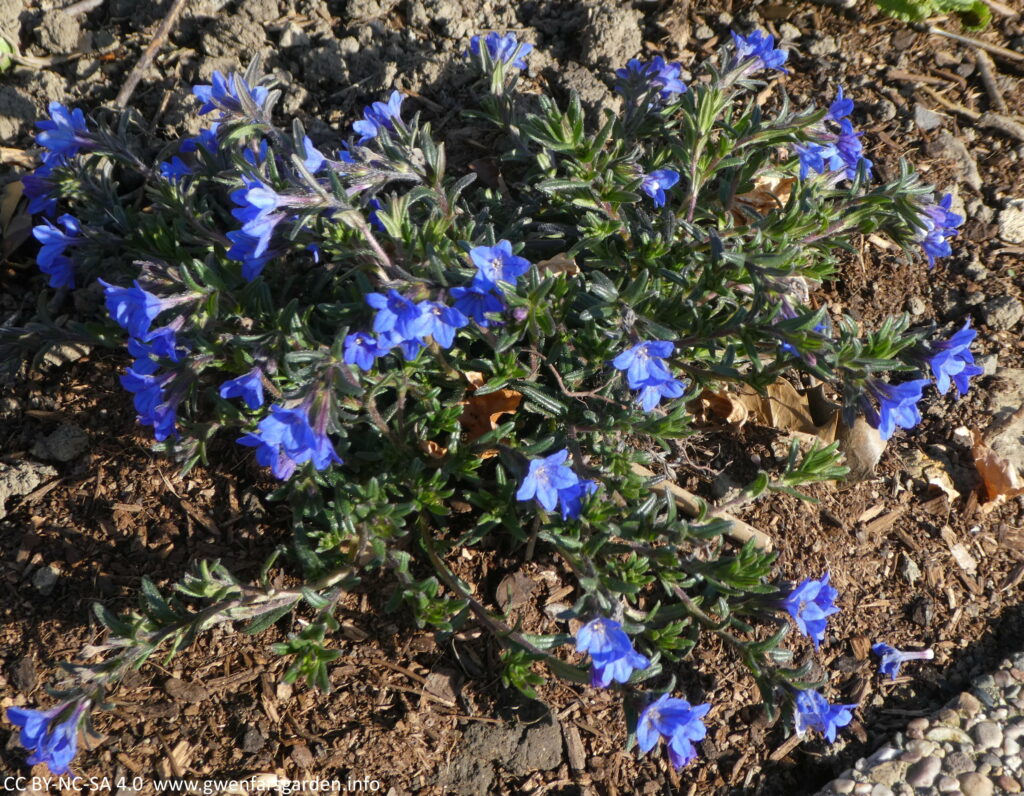 A prostrate, mat-forming, evergreen shrub, bearing small, hairy, elliptic to narrowly oblong, dark green leaves and cymes of deep blue flowers from late spring into summer.