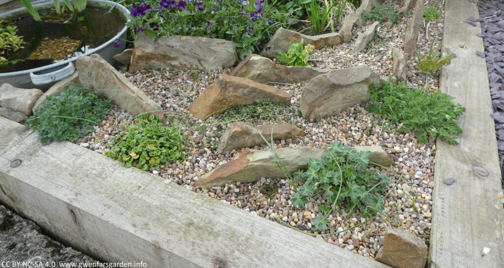 May 2021: despite a very wet winter and early Spring and flooding nearby, there is lots of growth of plants in the scree bed. Some have already flowered and others will do so in the next month or two. There are some empty spaces awaiting more plants. The small aluminium container pond is still to the left side, but embedded in more with rocks around it.