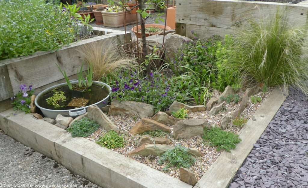 A slightly wider view of the alpine scree bed within the Damson border. At the front is the alpine scree bed with taller thinner rocks interspersed with small green plants, and the surface area covered with horticultural grit. There is a small aluminium container pond to the left and taller wooden raised beds at two sides. You can just see the think trunk base of the Damson tree, with mixed planting under it. In the background are some terracotta pots with plants in them.