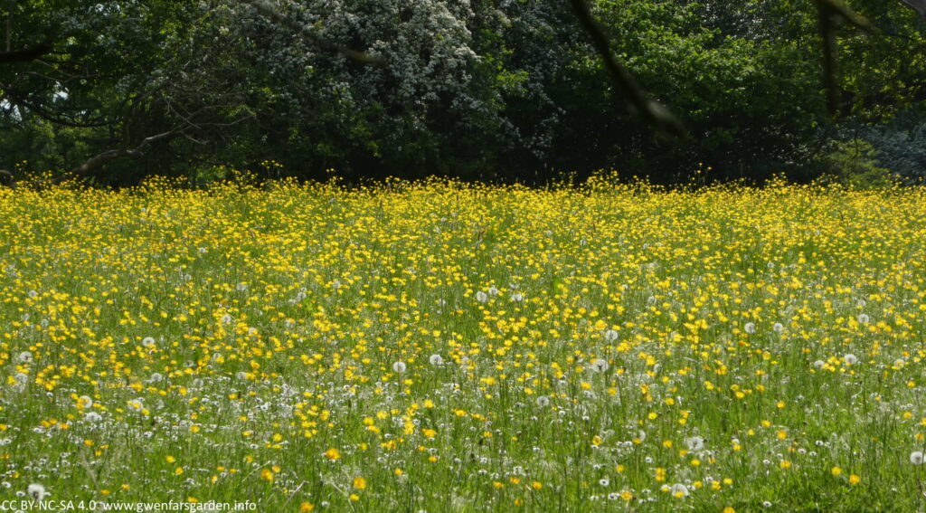 A field in the sun filled with flowering brilliant yellow buttercups. You can also see some dandelion seed heads, and trees beyond the field.