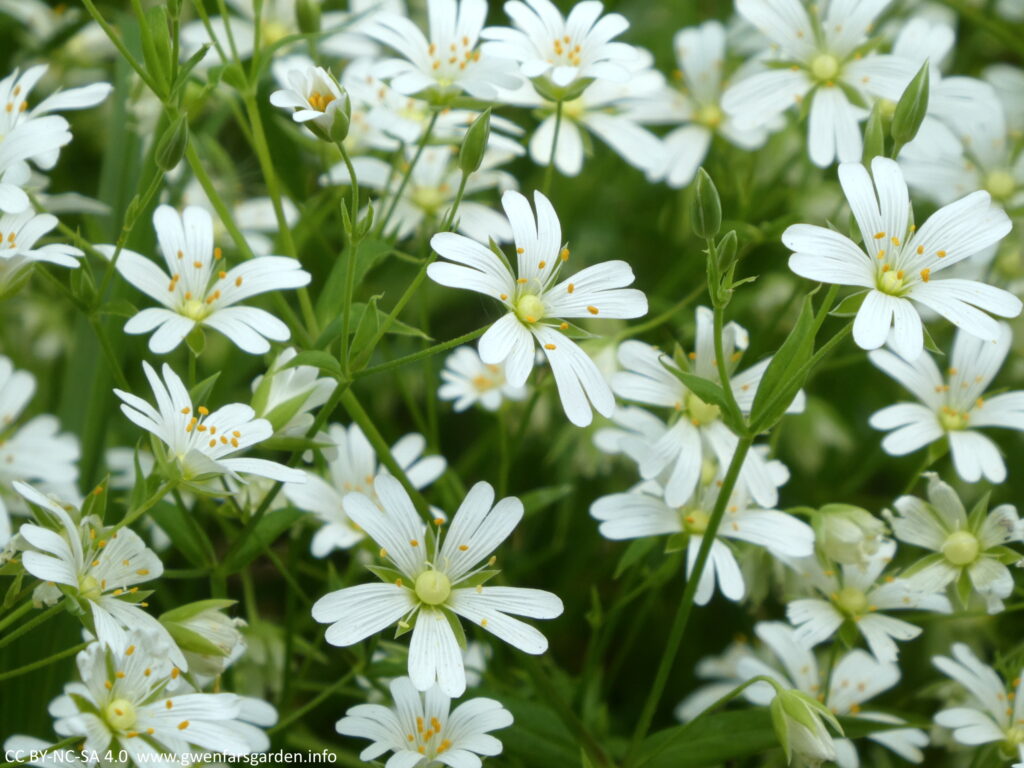 A collection of small white flowers with 8 kind of skinny heart-shaped petals, a round cream centre and orange pistil and stamens.