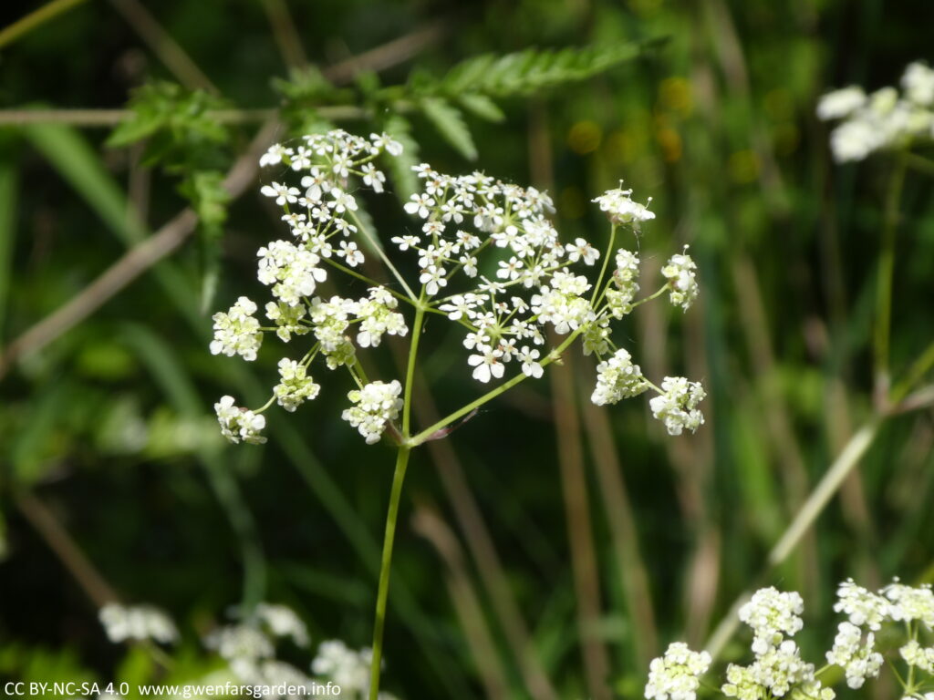 Cow Parsley - NOT wild carrot, though to confuse matters, wild carrot can be called cow parsley too. Also known as Queen Anne's Lace. Focusing on just one umbellifer, which is a collection of miniature white flowers forming a kind of umbrella-like structure.