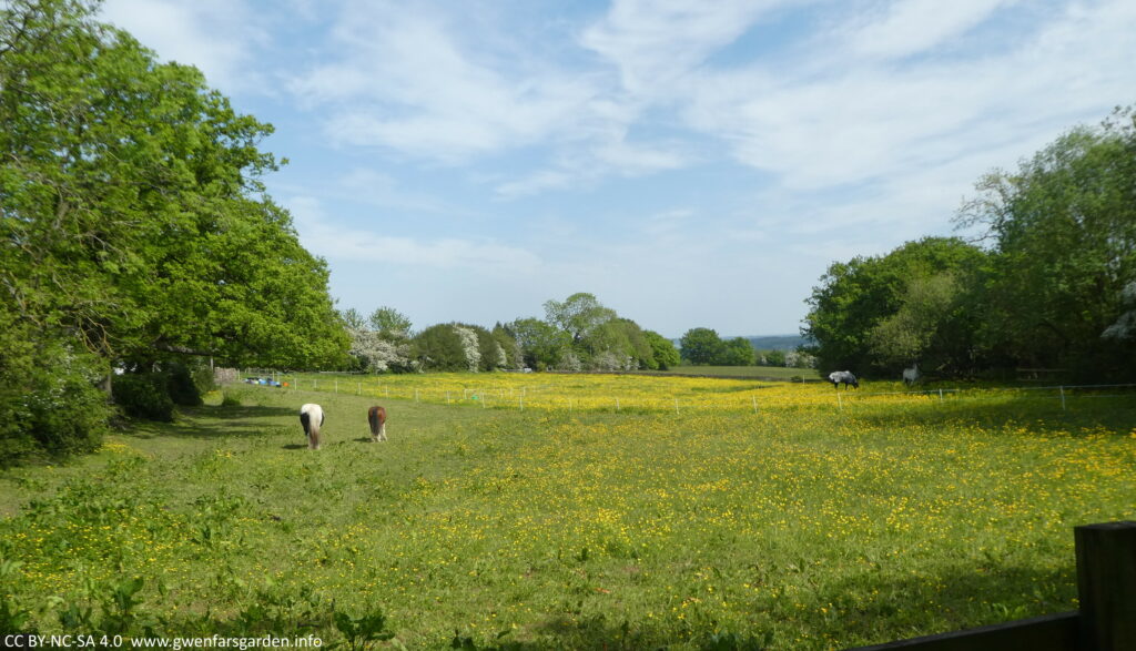 A field of golden buttercups surrounded by trees, and with four horses chomping on the grass.