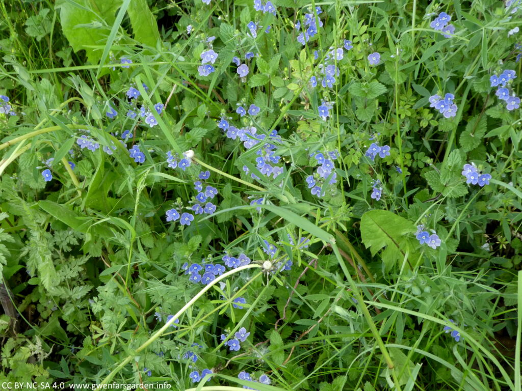 A collection of small sky-blue flowers amongst the greenery of their leaves, nettles and other green plants.