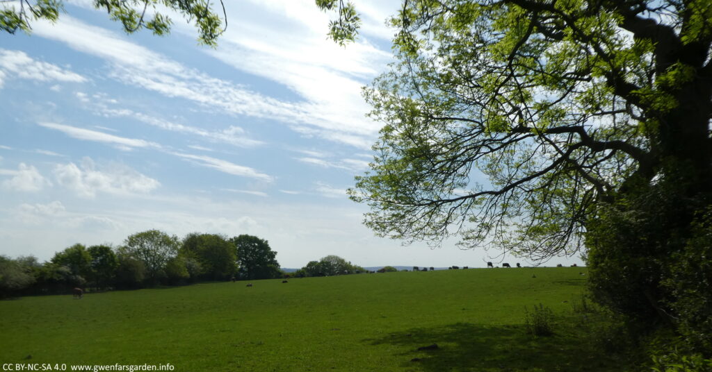 A field of grass with cows on the ridge and trees on the left to middle, and right sides.