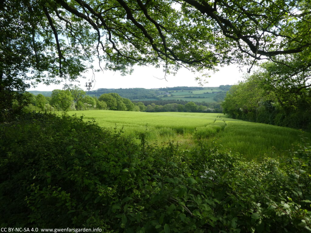 Looking through a hedge with a tree canopy towards a field of wheat (?) and further beyond, gentle hills, fields and copses. It's all very green and lush.