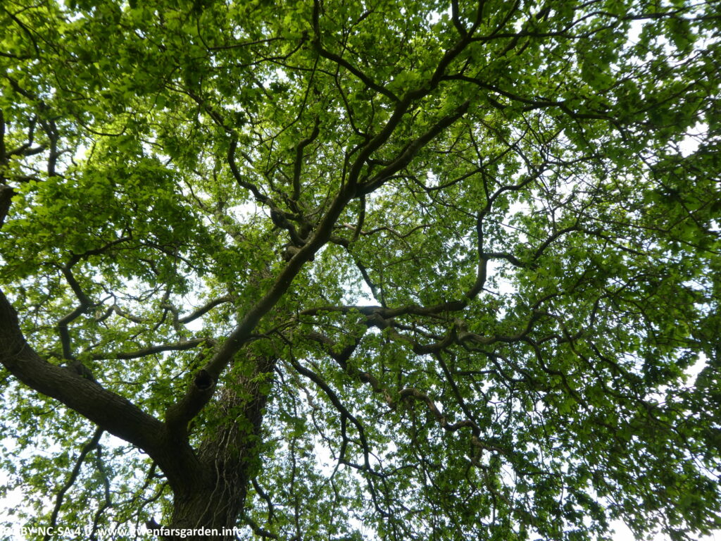 Looking up at a tree canopy. You can see lots of branches squiggling out from the main trunk, with fresh Spring green foliage, and peeking through is a cloudy-blue sky.