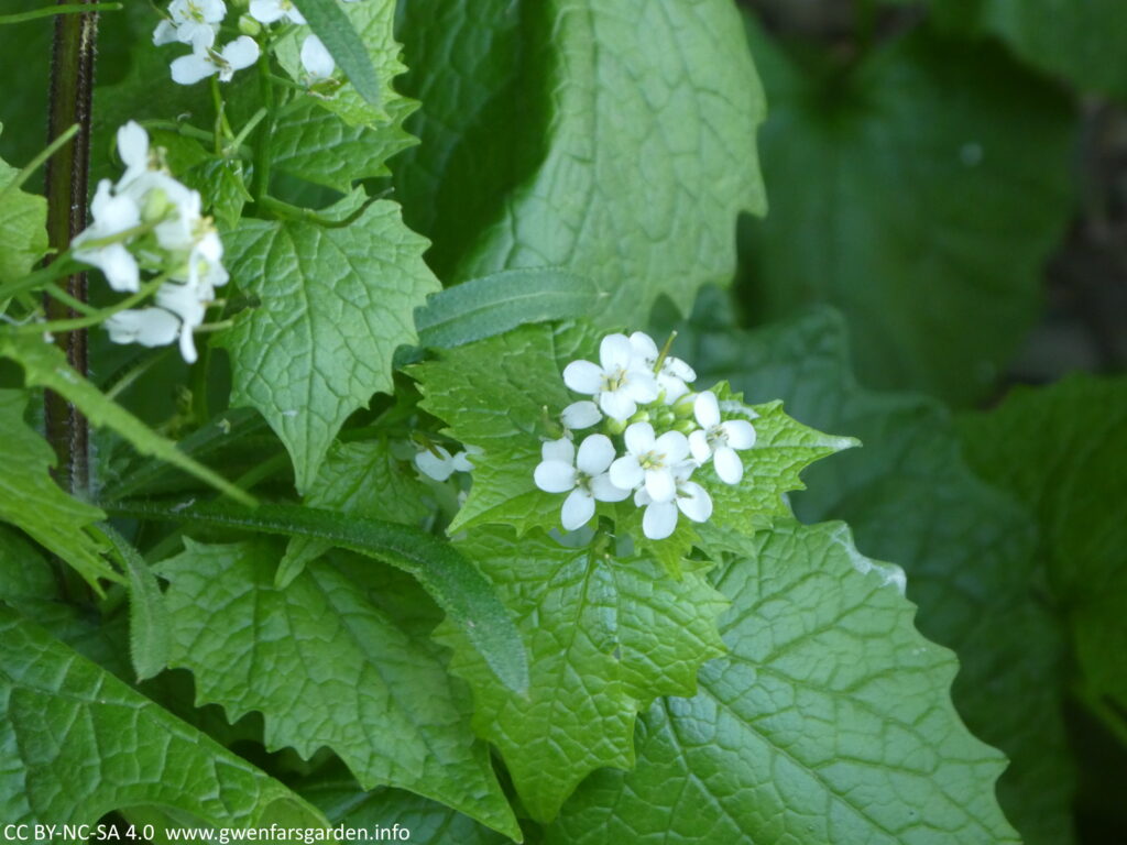 A slightly blurry photo of a small head of white flowers that have 4 petals each. Underneath them are the fresh Spring leaves with a kind of maple-tooth shape, which are edible and can be used in both salads and hot dishes.