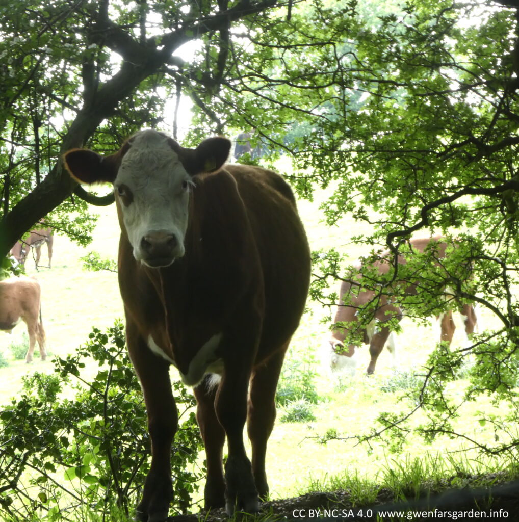 A brown cow with a white face and brown patch under the left eye. It is standing under a tree canopy and looking straight at me.