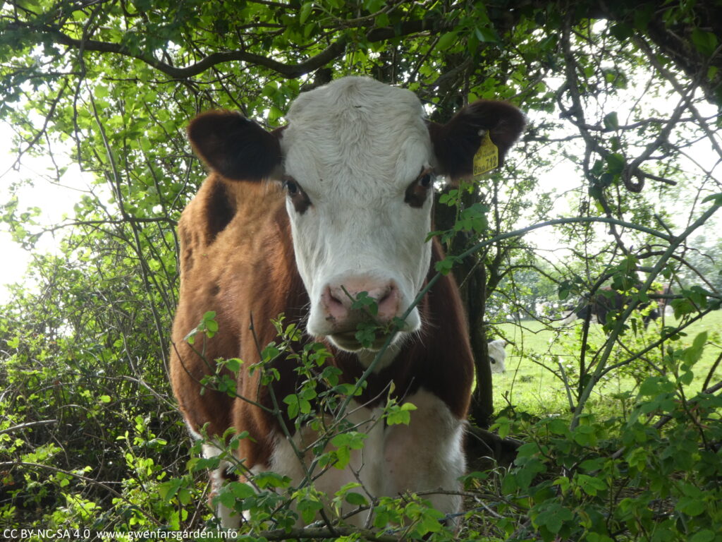 Another brown cow with a white face, only this one has brown patches around both eyes. This cow is much closer and I ended up backing away coz it was getting a little too friendly.