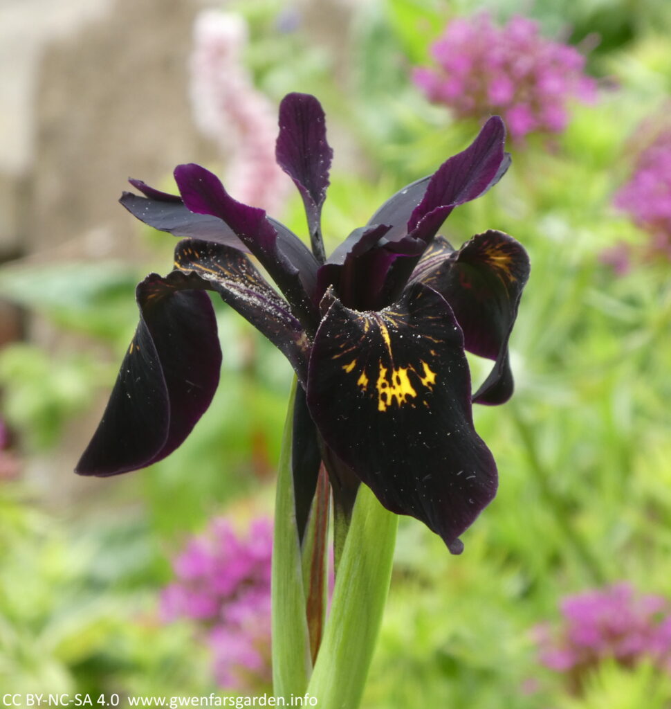 The same flower from a different position but still looking at it from the side. You can also see what look like tiny white crystals on the petals at the top, leading down to where the pollen is found. I think these are pollen crystals.