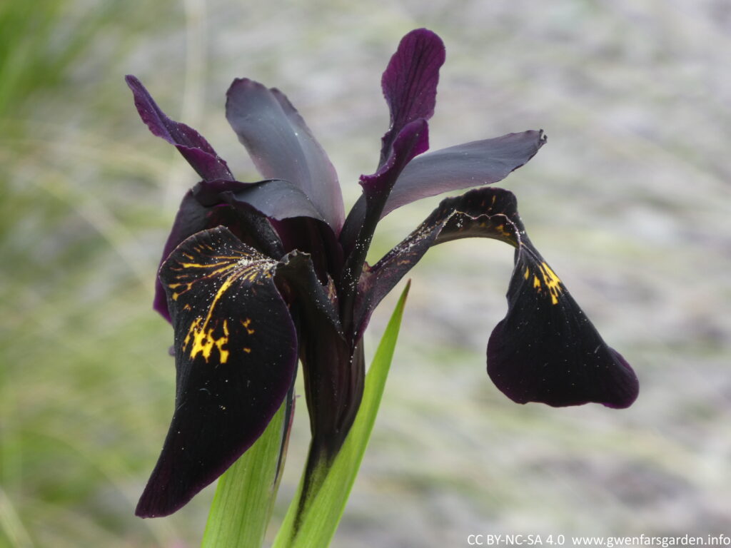 Looking from the side, this is an intense purple-black iris flower with gold-marked veining on the area where the main petals fall. 