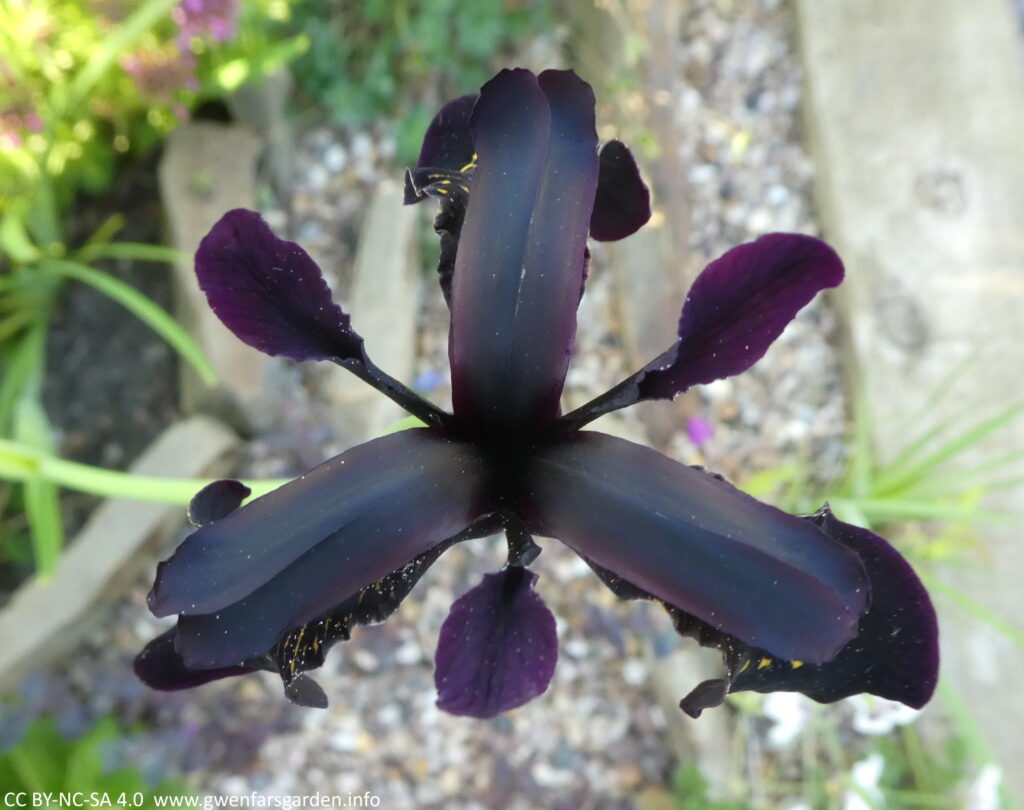 Looking from above where you see three smaller petals that are above the main gold-flecked petals. These are a rainbow of purple, black and blue - kind of how oil looks when it's on water.