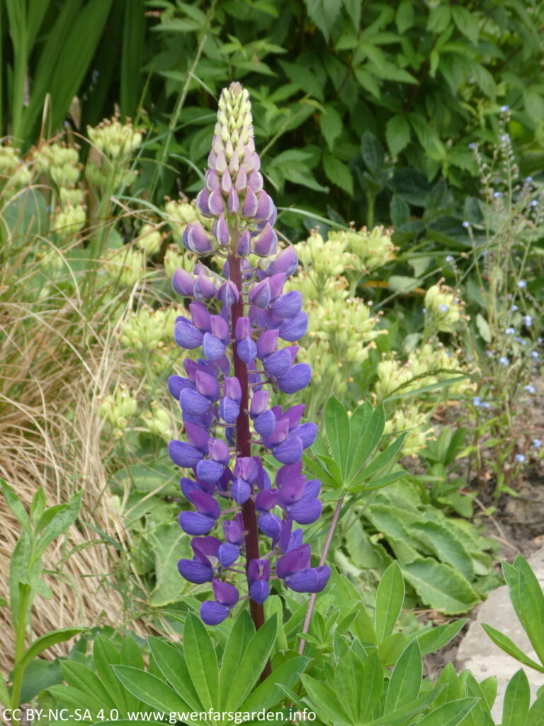 A tall stem with lots of individual purple-blue flowers. Those at the bottom are fully open, and those at the top are closed and look cream as they develop.
