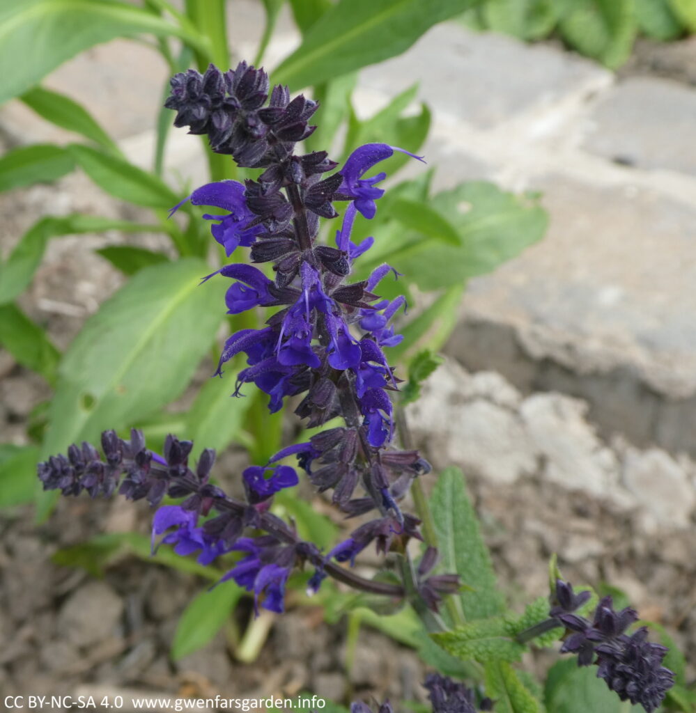 A couple of stems of small deep blue flowers.