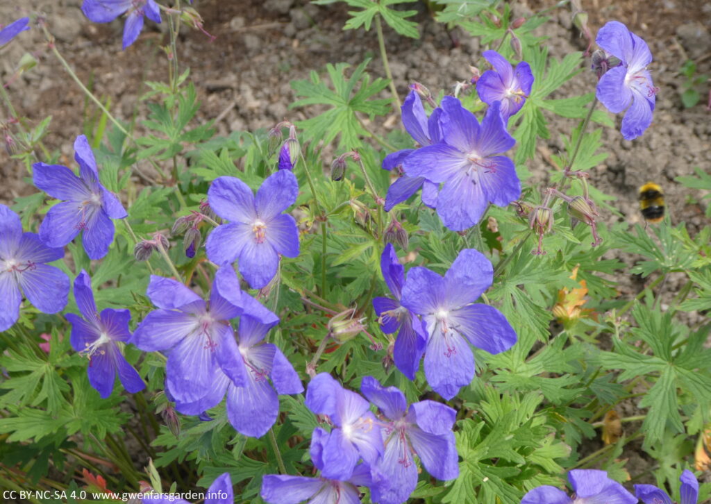 Blue papery-like flowers, with a bumblebee hovering on the right edge.