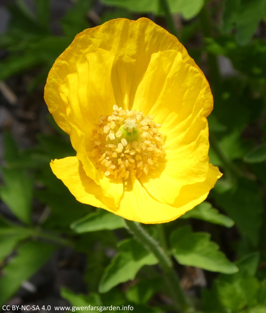 A yellow poppy with papery like yellow leaves, with cream and green in the centre.