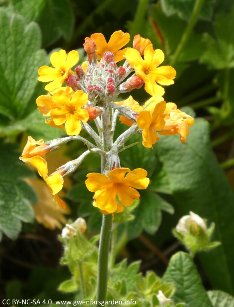 Several yellow-gold flowers on the top of a green stem.