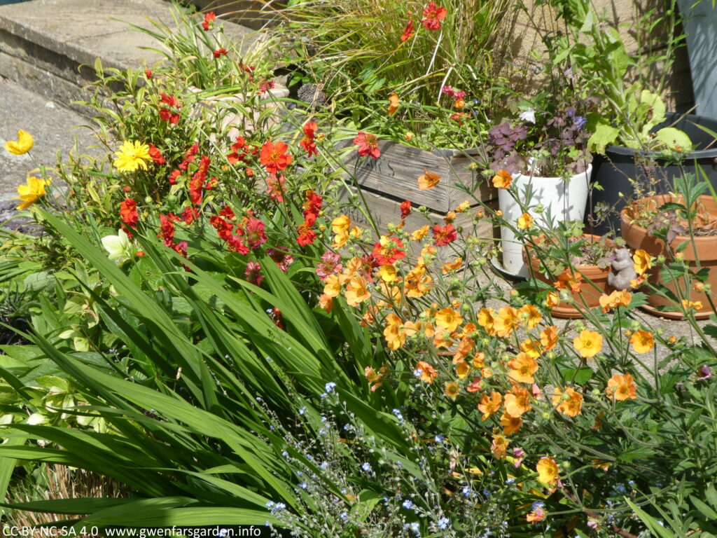 Looking at a section of a border with orange, red, yellow and blue flowers and green foliage.