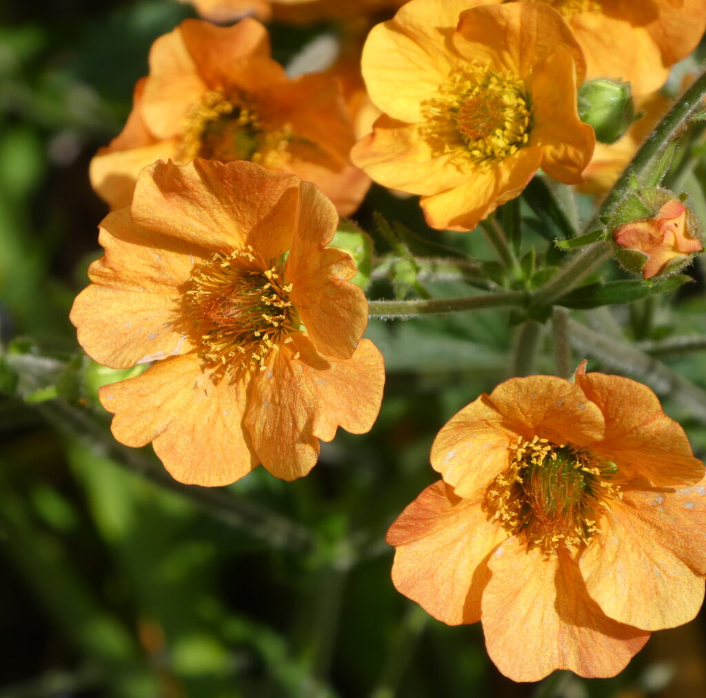 A collection of small orange flowers.