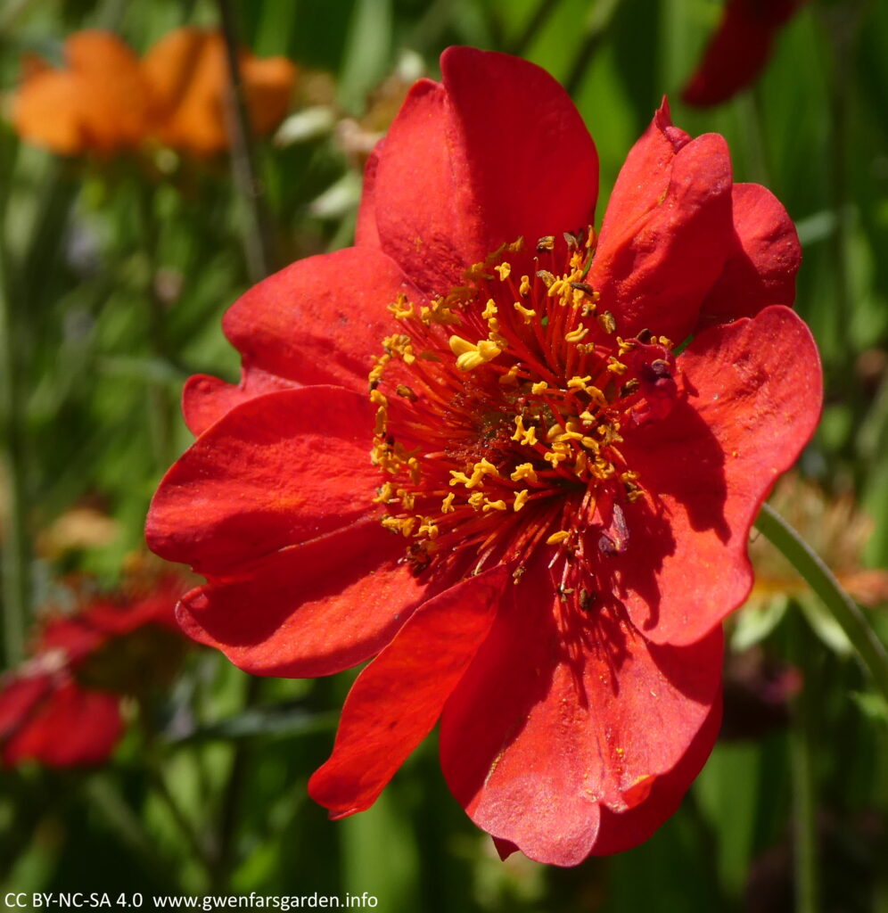 A single red buttercup-like flower with orange pistils and stames in the middle.