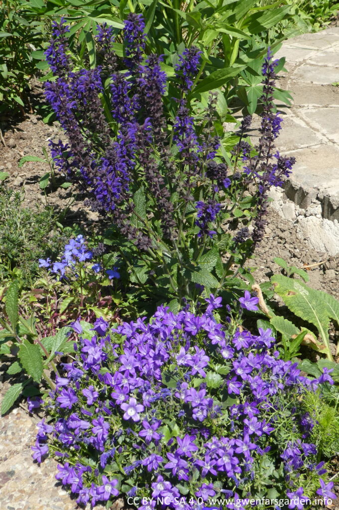 A c. 60cm tall perennial with purple spikes and in front of it is a low growing matte of purple bell-shaped flowers.