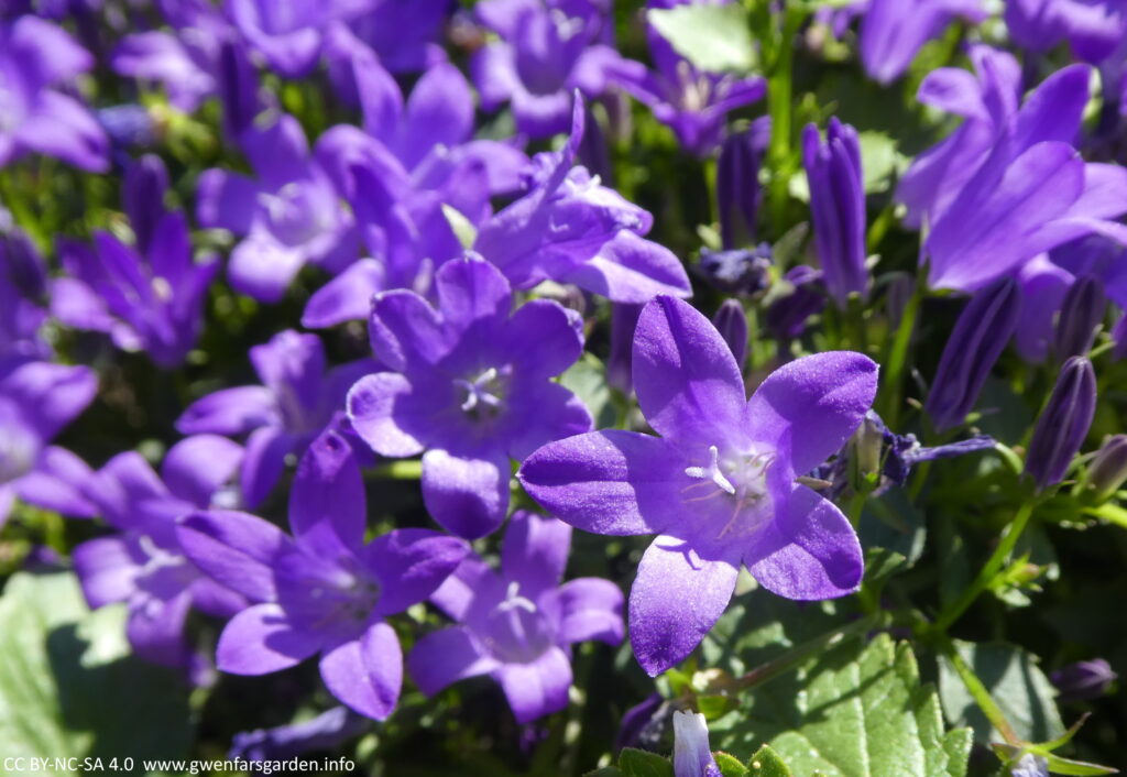 A collection of several small purple bell-shaped flowers, with the focus on one to the middle-right.